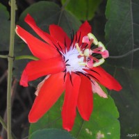 Passiflora vitifolia Kunth